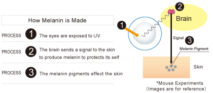 メラニン増加のプロセス